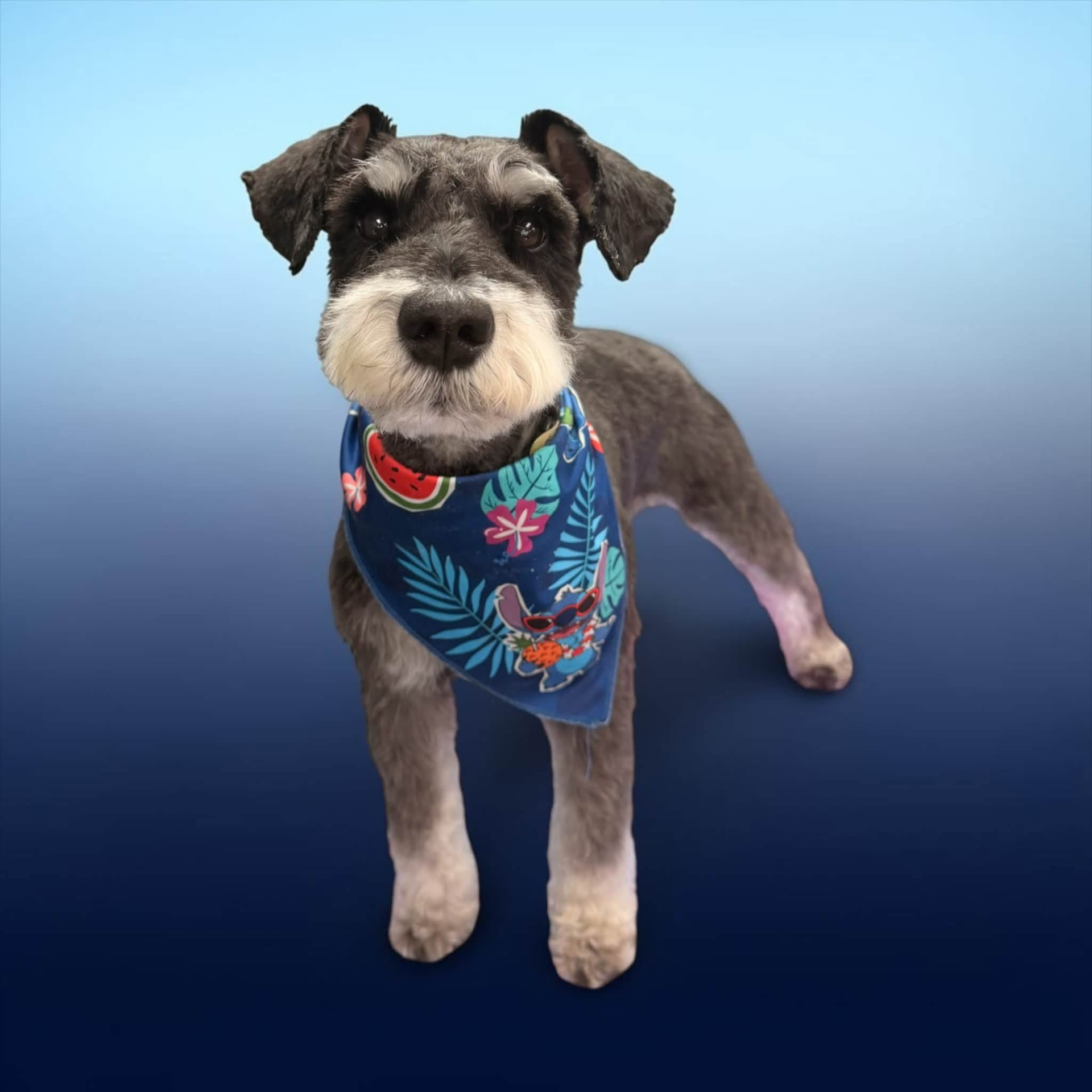 After grooming placeholder