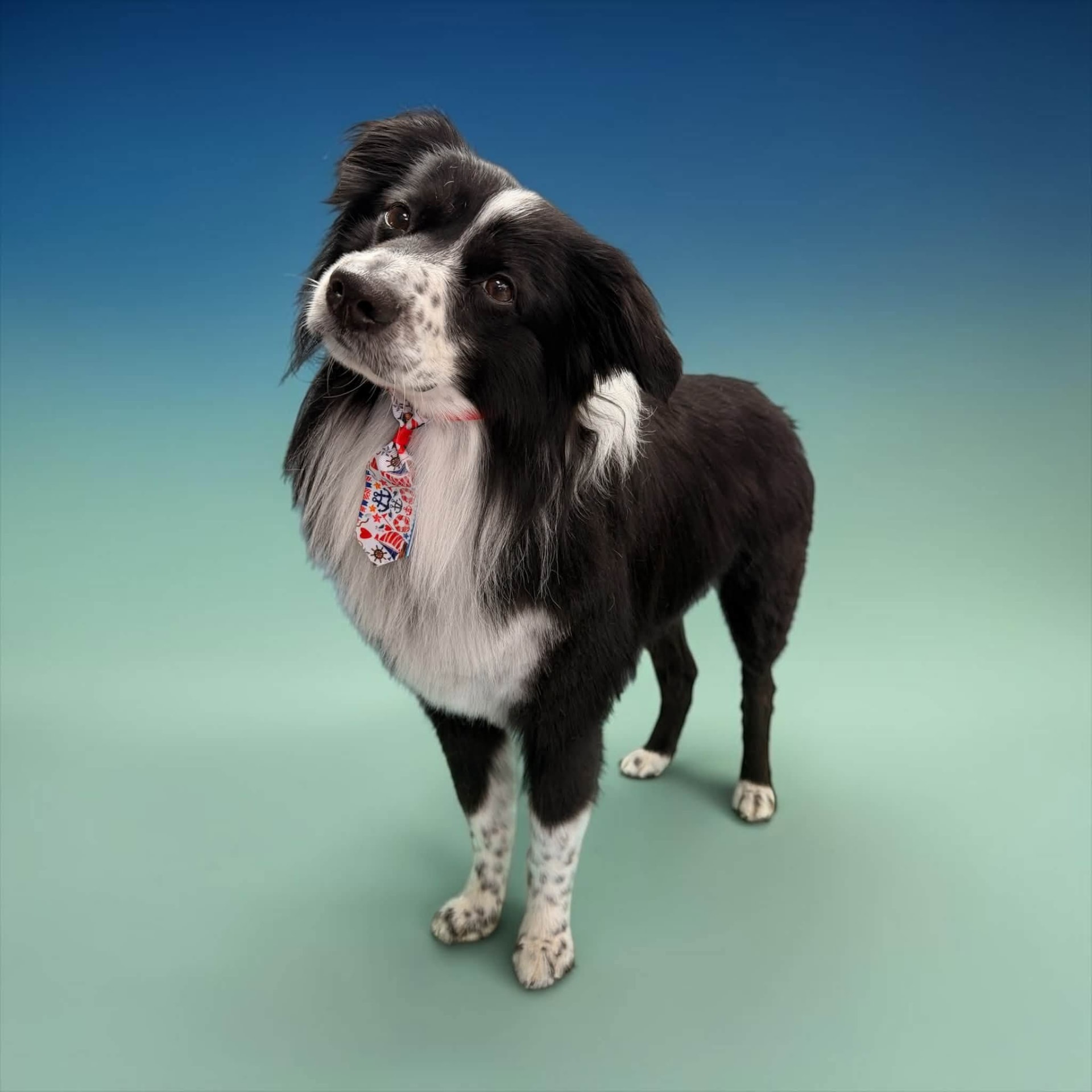 Miniature Schnauzer after grooming in Richmond, KY, with a hand-shaped schnauzer pattern and tidy skirt